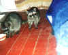 Coons.jpg (16935 bytes)