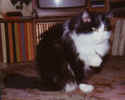 Smokey Joe - born Glasgow, Scotland 1974 , died Amherstburg, Ontario 1989