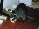 Unknown Raccoon, 2000 ad  Mill Valley, California